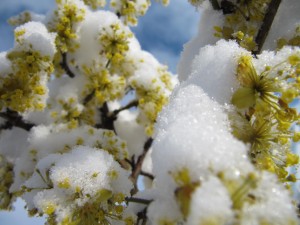 06. Цветы под снегом. 1221