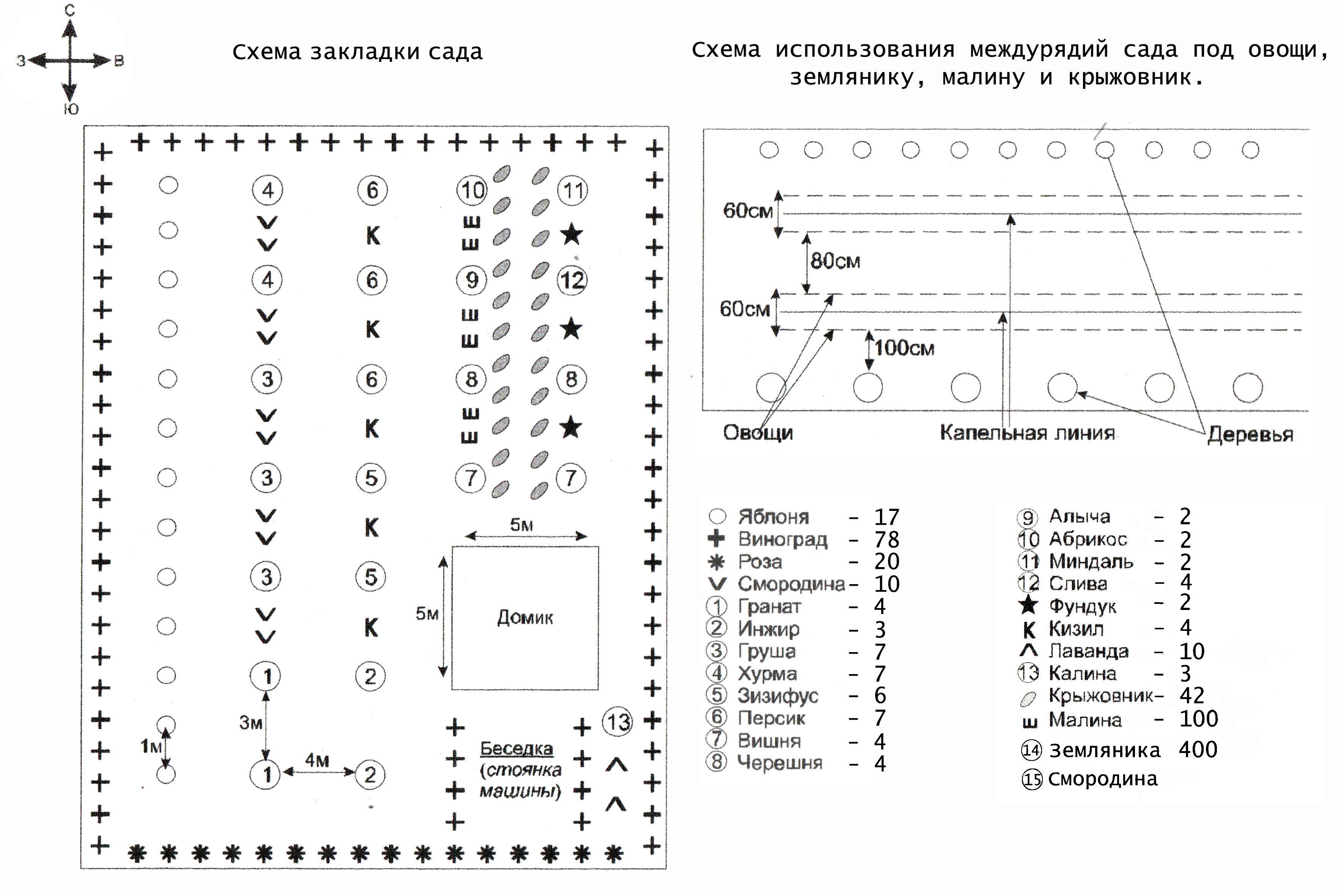 Схема плодового сада