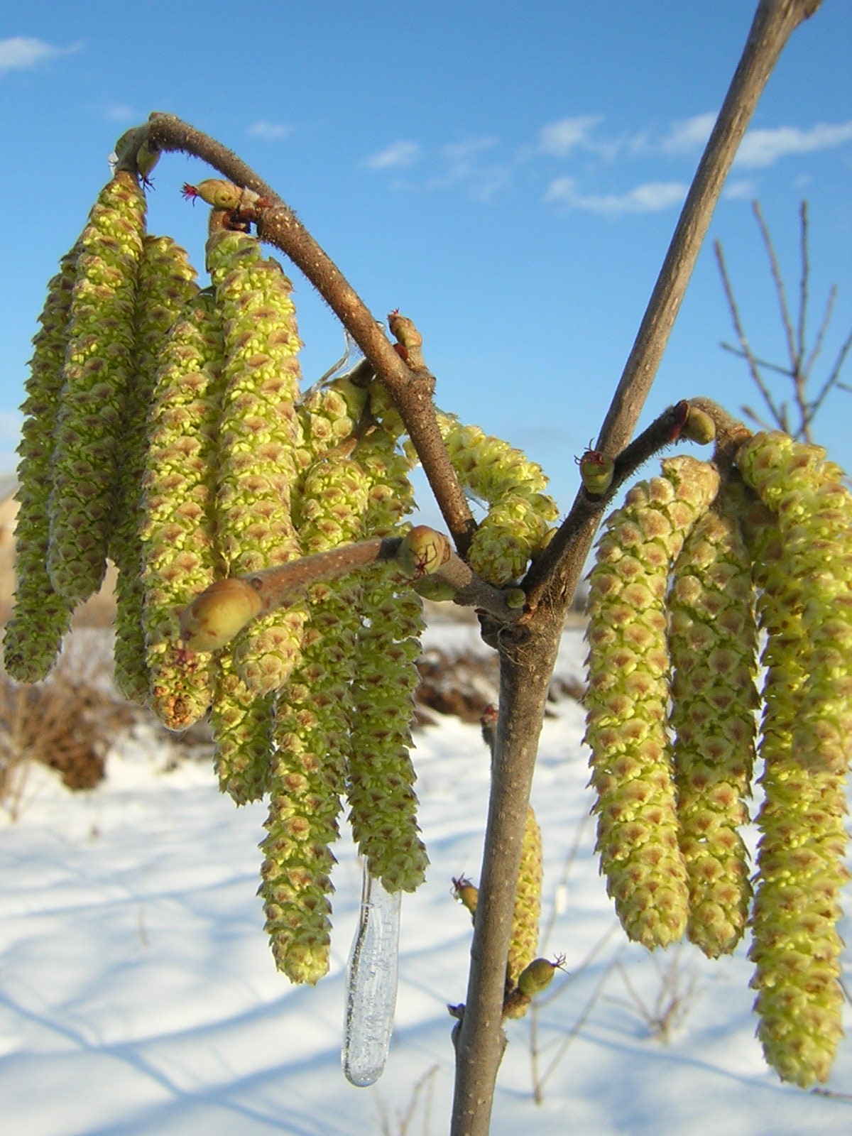 Питомник Волковых