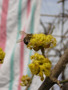 04. Пчелы трудятся